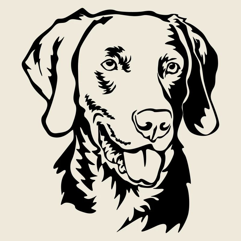 Weimaraner Kopf
