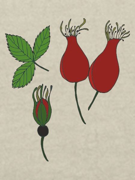 rose hip