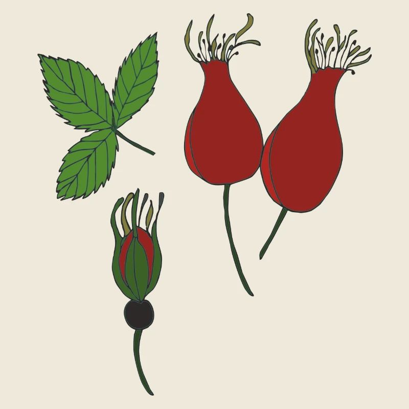 rose hip