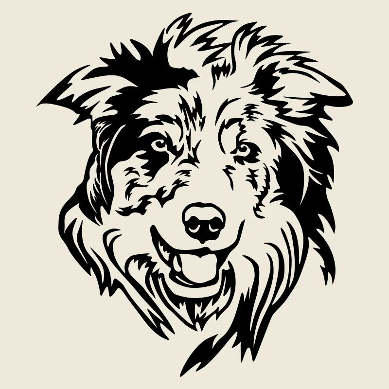 Border Collie Kopf