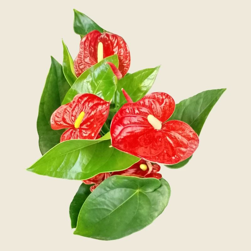 Rote Anthurien Floraledition