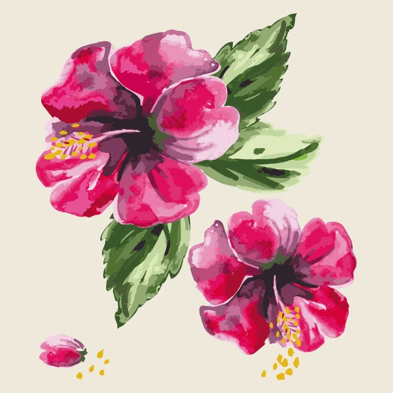Fleurs d’hibiscus