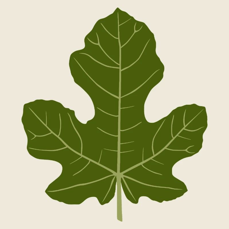 Figuier Vert Feuille Nature Design