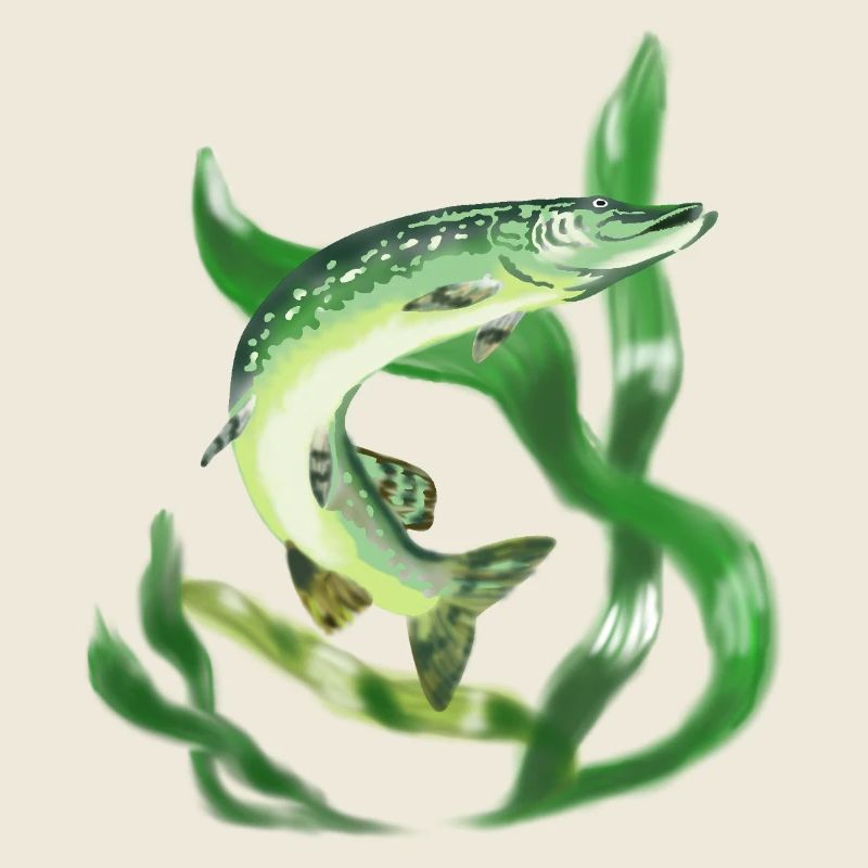 Brochet