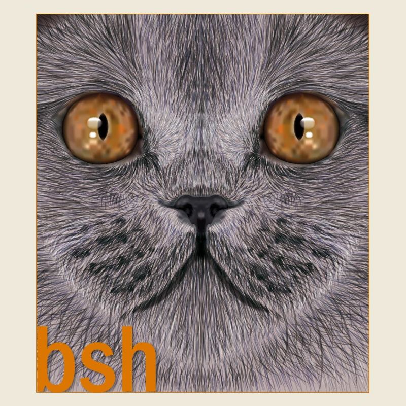 British Shorthair Cat