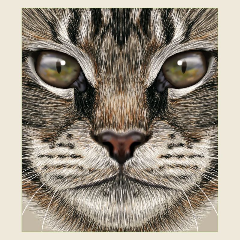 Chat Maine Coon