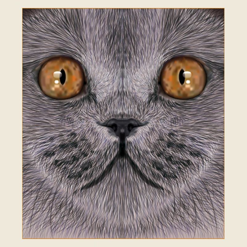 Britisch-Kurzhaar-Katze