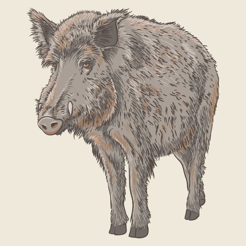 Boar