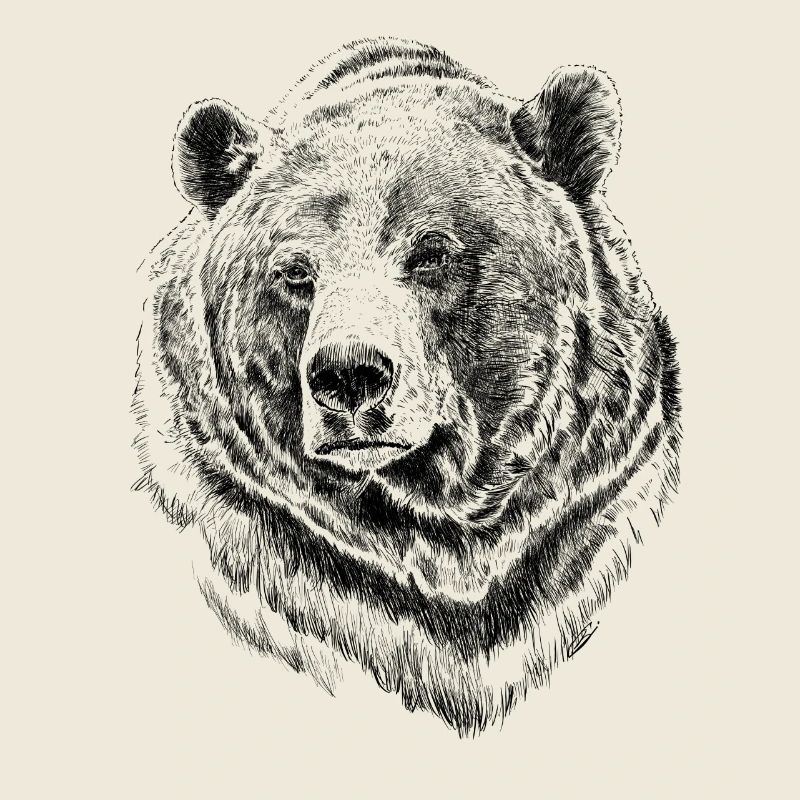 bear