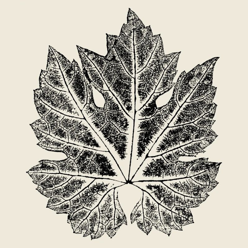 Feuille de vigne - feuille de vin / botanique