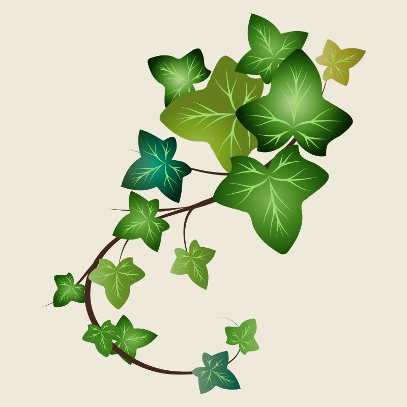 evergreen bright green ivy tendril