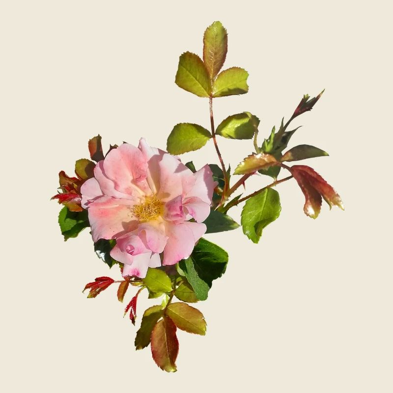 Fleur de rose rose délicate