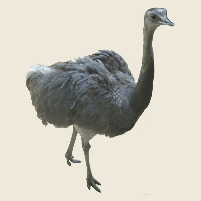 Vogel Nandu