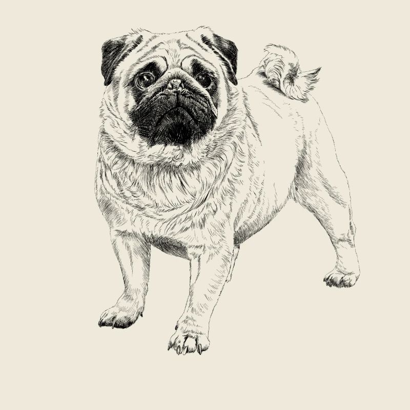 Pug