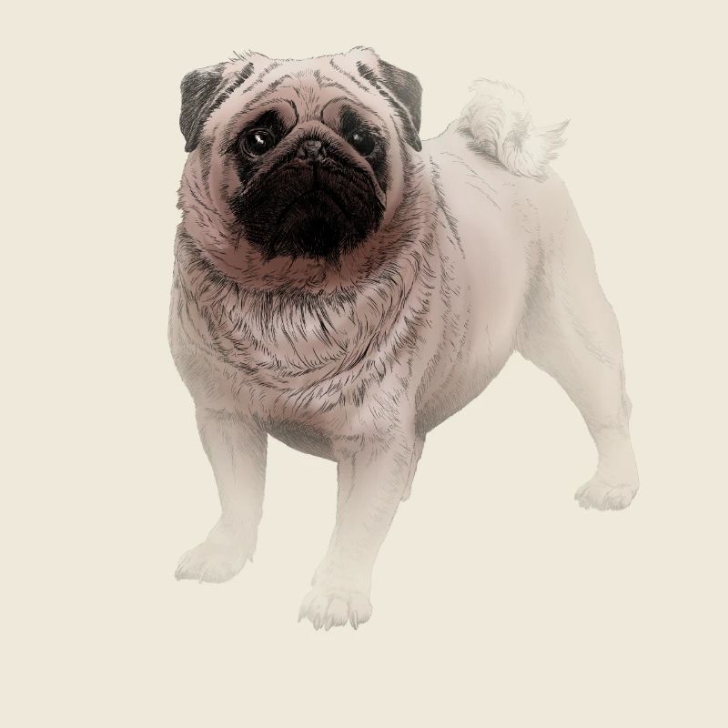 Mops