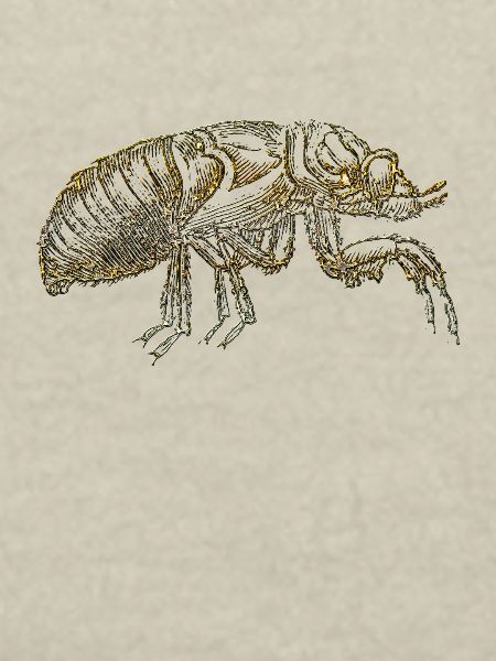 The flea