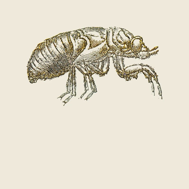 The flea