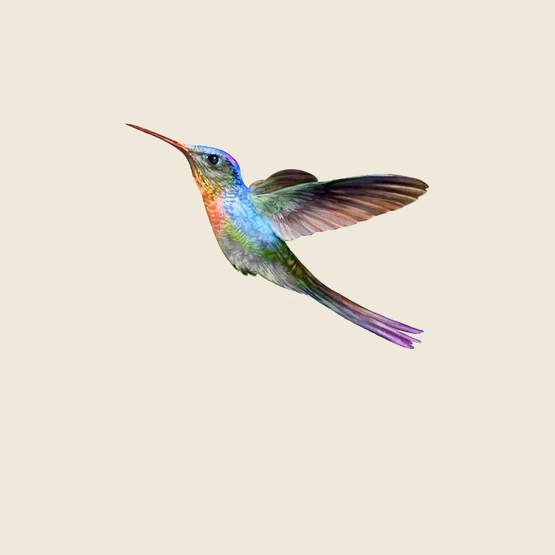 Colibri coloré en vol