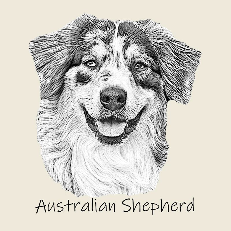 Australie berger dessin chien de marche berger