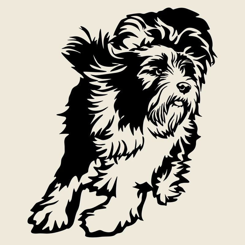 Bearded Collie