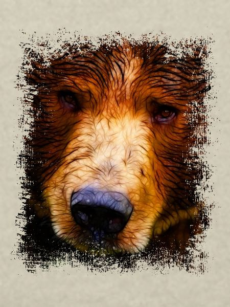 Brown Bear Bear Eyes