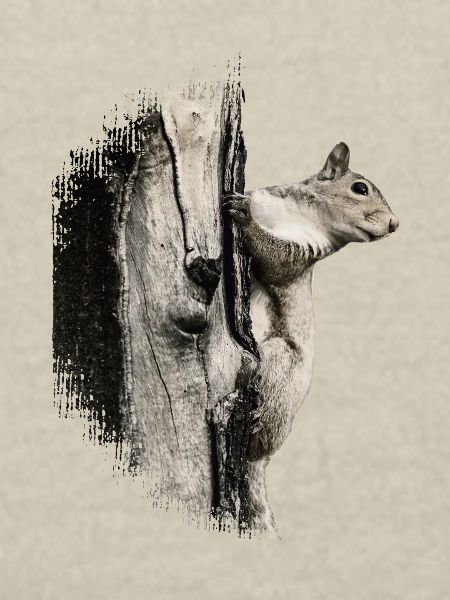 Squirrel