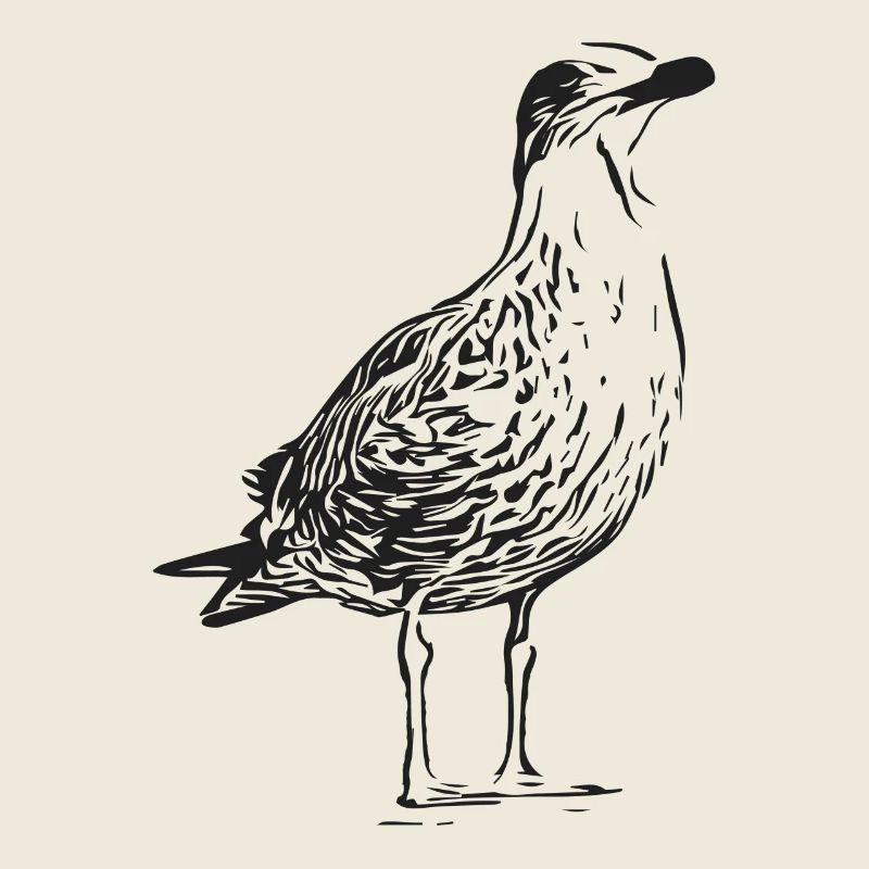 Une belle mouette