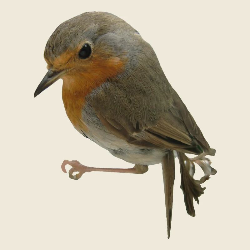 Rouge-gorge