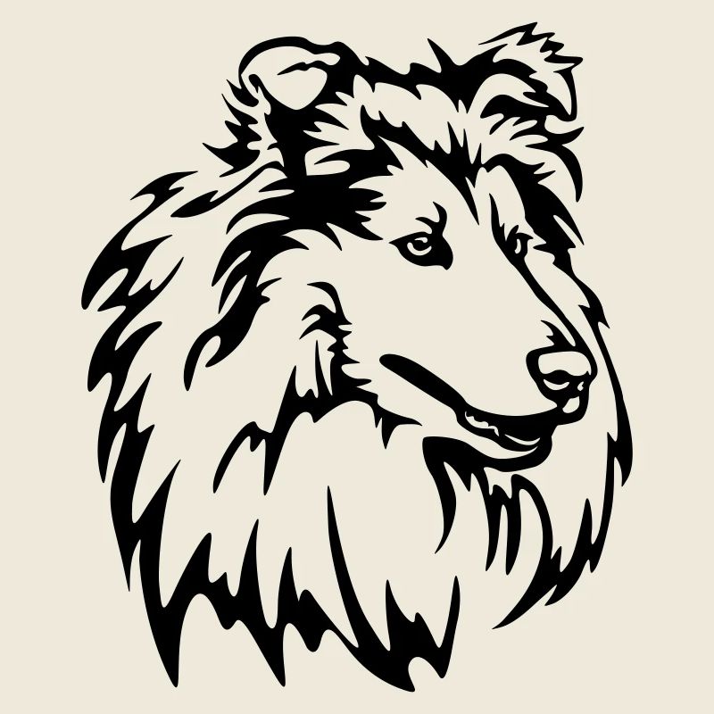Tête de Collie