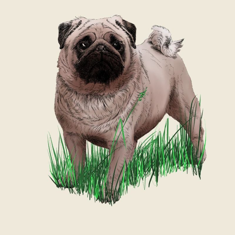 Pug