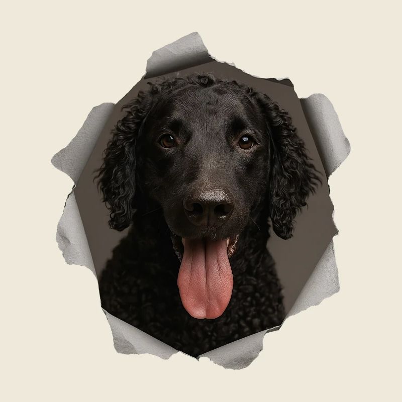 Retriever à poil bouclé