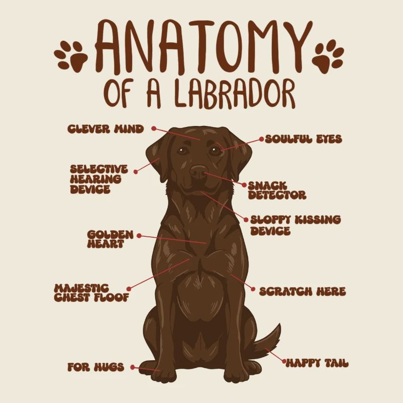 Anatomie d’un Labrador brun