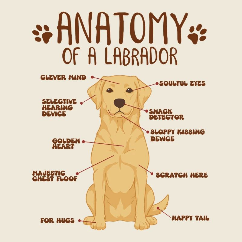 Yellow Labrador Anatomie Infografik