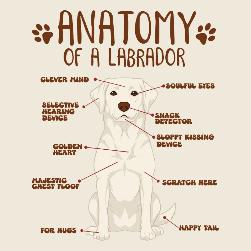 Anatomie eines white Labradors
