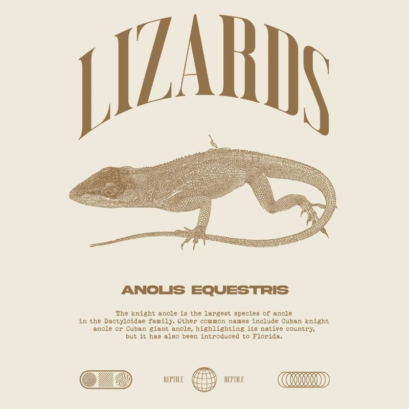 Kubanischer Ritter Anole Reptilienhalter Eidechse