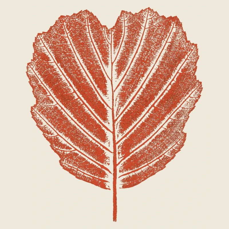 Feuille d’aulne - Botanique