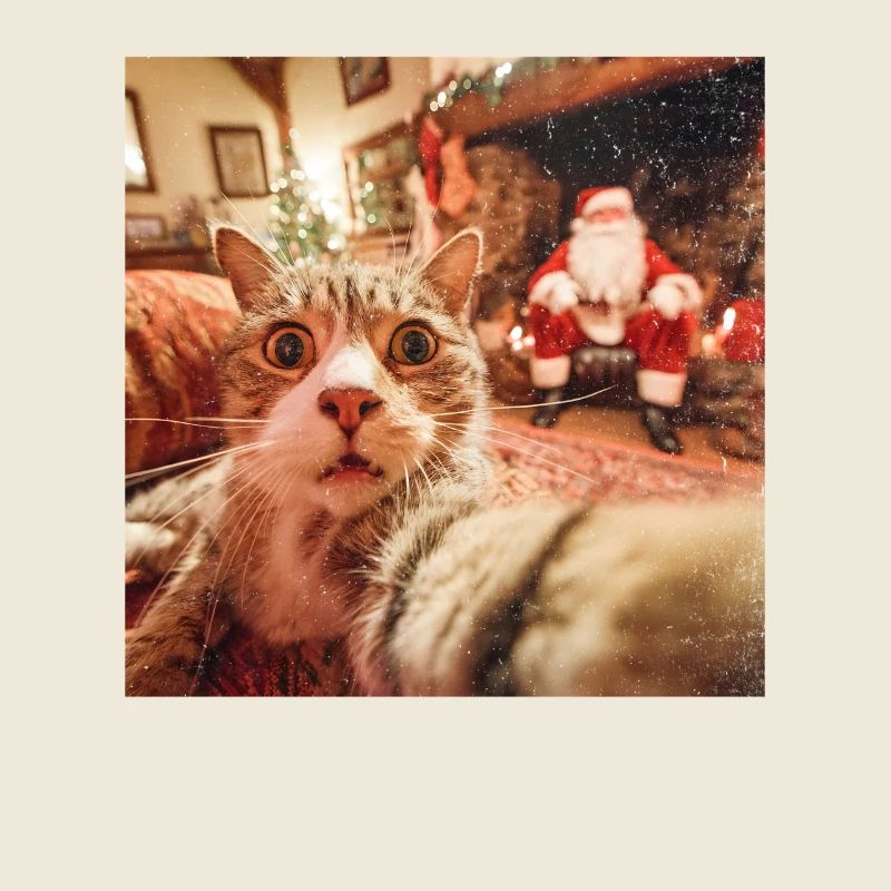 Katze Selfie mit Weihnachtsmann