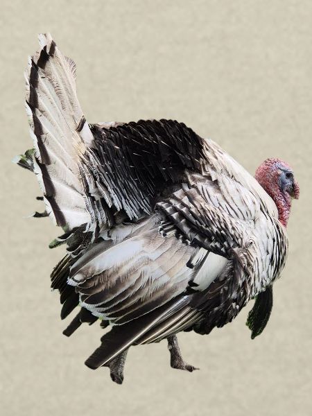 Turkey