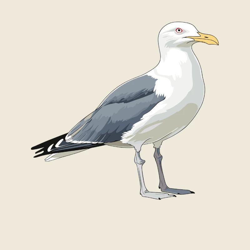 Coastal Gull Cartoon Illustration