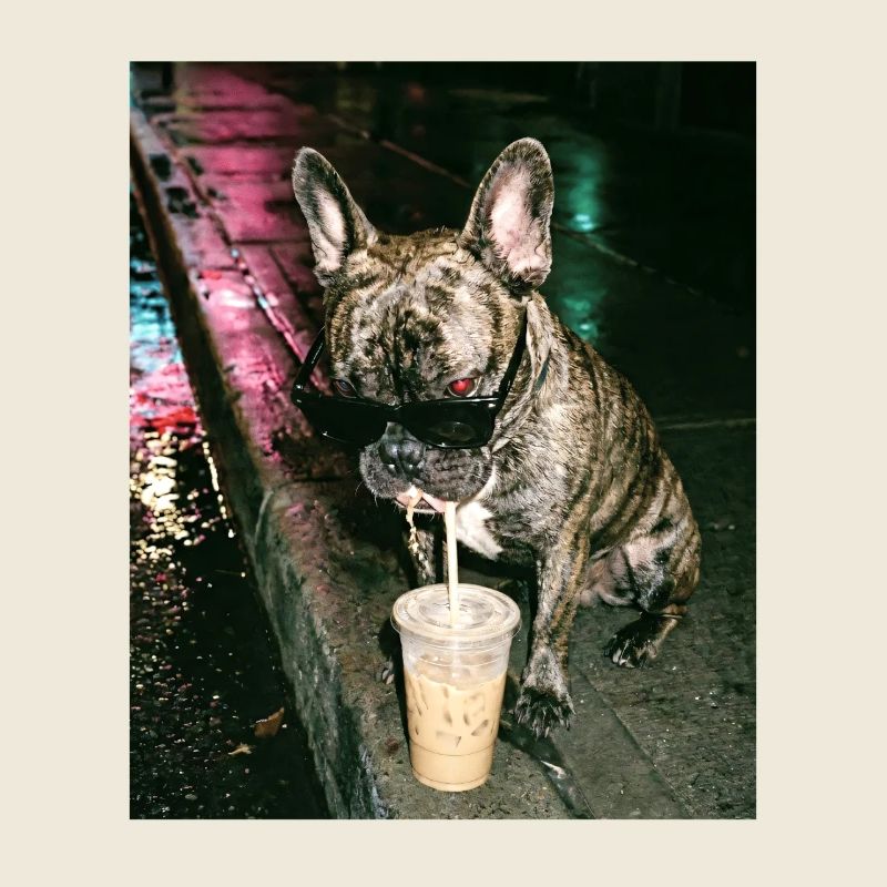 Bouledogue français buvant du café glacé