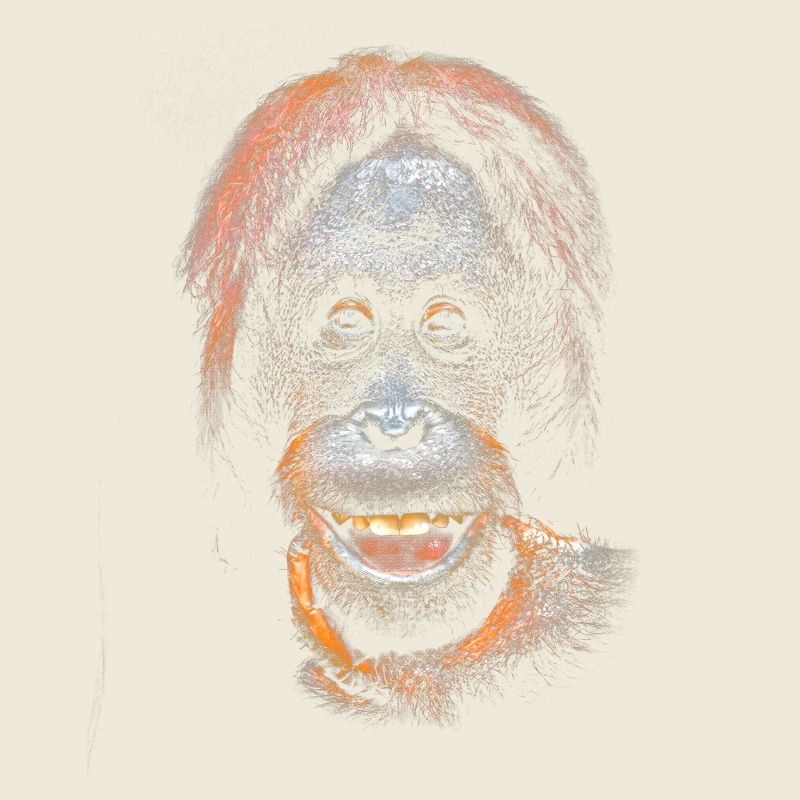 Funny meme with an orangutan