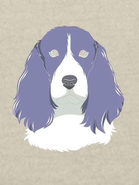 Springer Spaniel