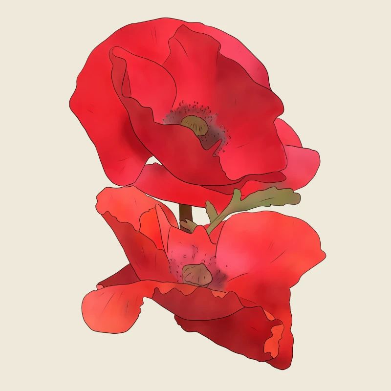 Mohn