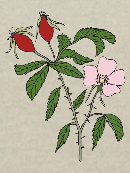 rose hip