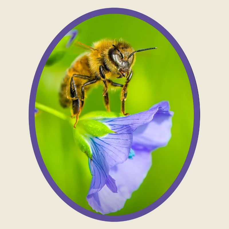 Abeille sur fleur violette - ovale