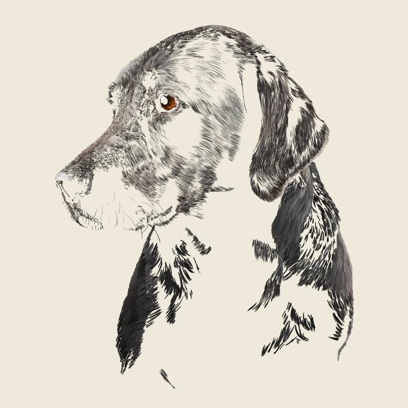 Labrador