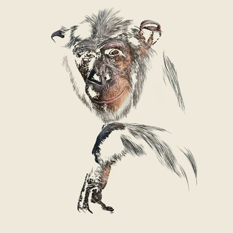 Chimpanzee