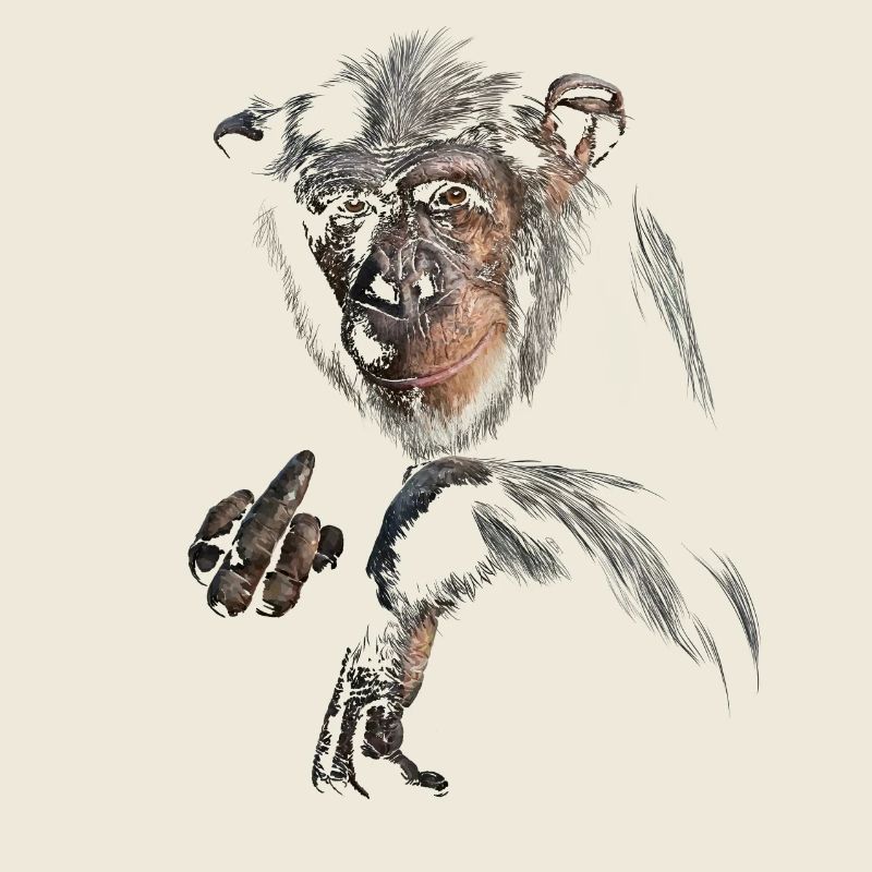 Chimpanzee
