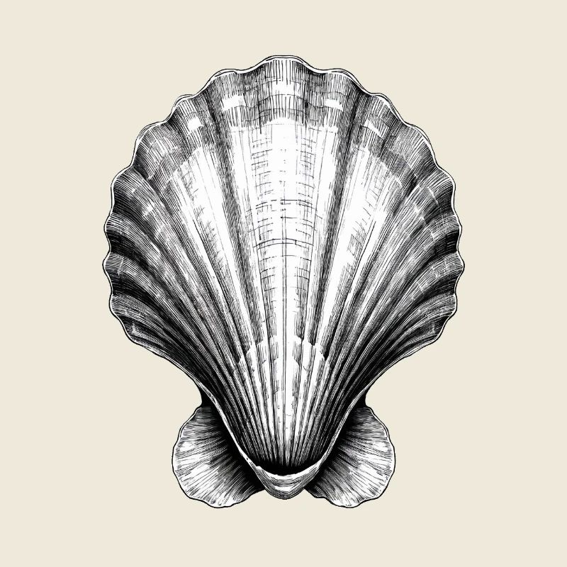 Stunning shell illustration