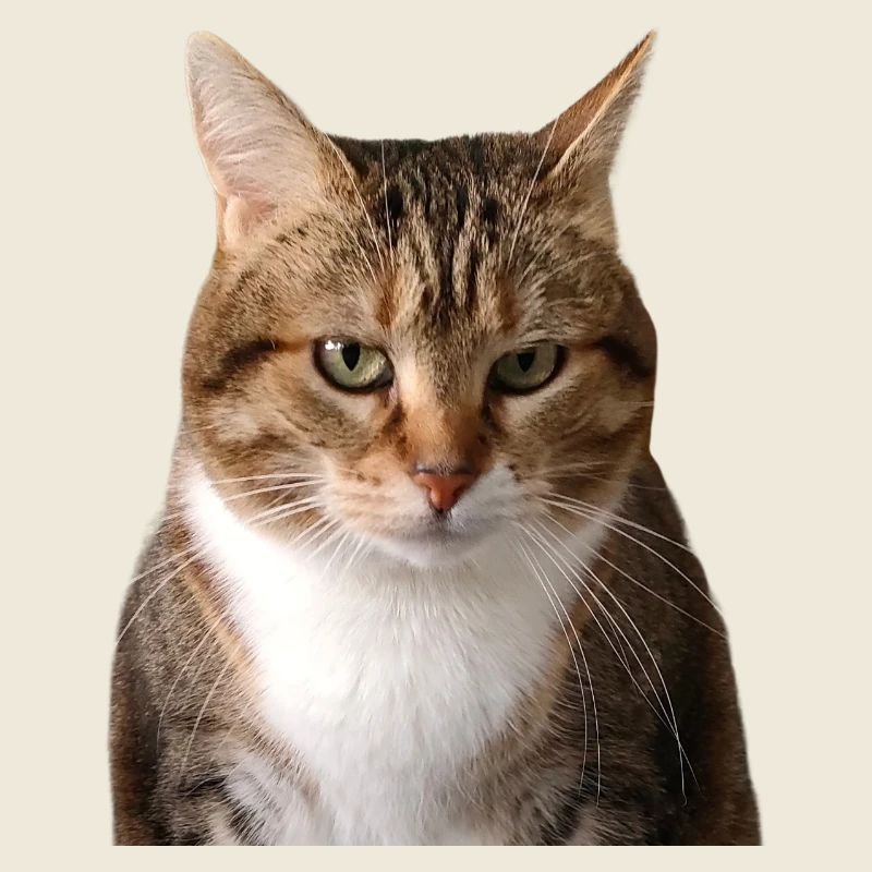 Missty portrait